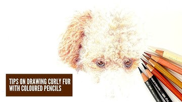 Tips on drawing curly fur with coloured pencil