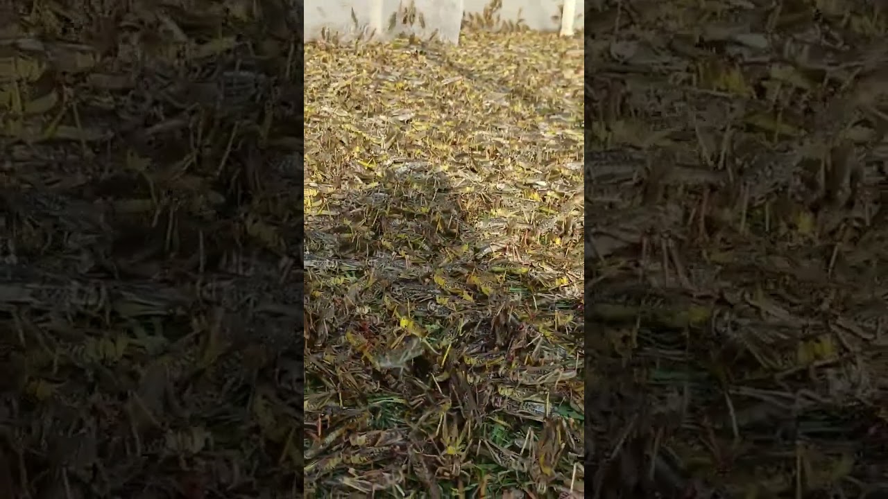 나쁘지 않다 Xiao Zhang Grasshopper      x fdgkmbn uj