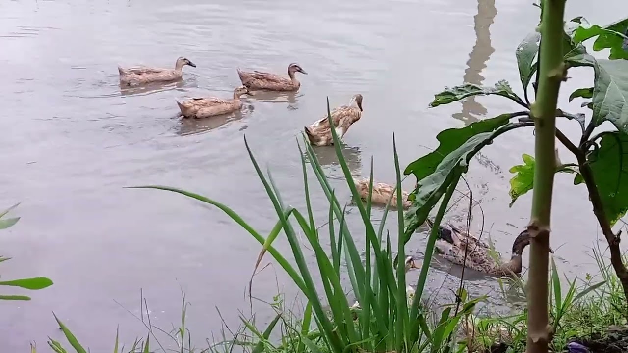 Bebek mencari siput di kolam ikan