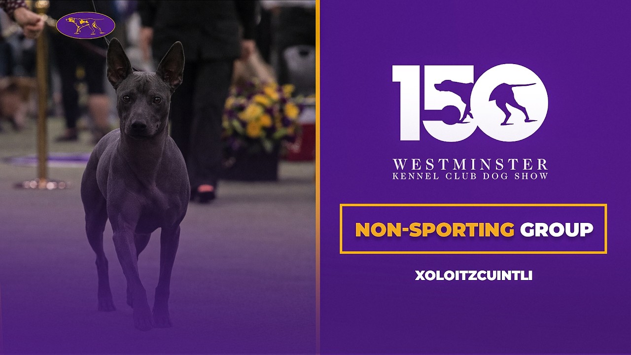 Xoloitzcuintli | Breed Judging 2026