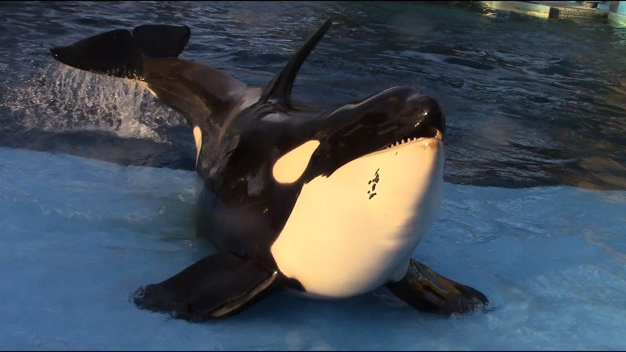 Killer Whale Training Session at Port of Nagoya Public Aquarium (1/25