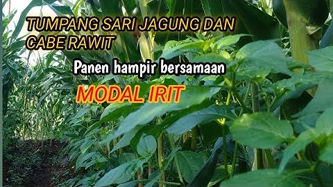 tumpang sari jagung dan cabe rawit panen hampir bersamaan  hasil tetap maksimal