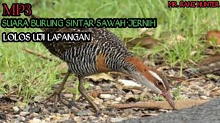 suara burung sintar sawah durasi 2 menit