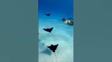 Thumbnail of Snorkeling with Eagle Rays 🤿📍Moorea, French Polynesia 📸 Sarah #snorkeling #eaglerays #moorea