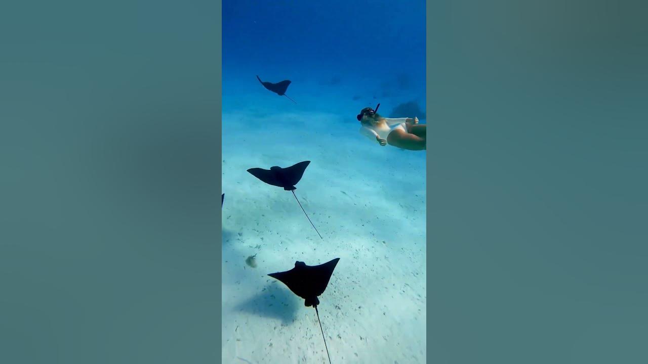 Snorkeling with Eagle Rays 🤿📍Moorea, French Polynesia 📸 Sarah #snorkeling #eaglerays #moorea