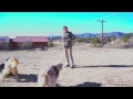 Is your dog a Turkey About Coming? Is your dog a Turkey About Coming?