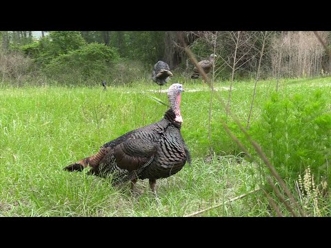 INSANE DECAPITATING A Wild Turkey With A Bow and Arrow!