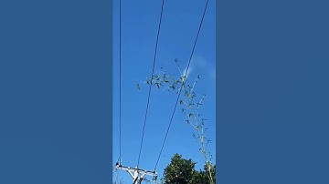 Tree branch touches high voltage power line #Shorts