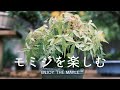 モミジの針金かけ＆楽しみ方【盆栽Q】enjoy the maple