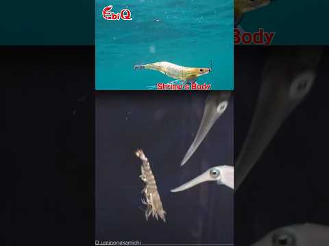 mejor señuelo pesca