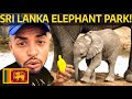 Sri Lanka Elephant Park! 🇱🇰