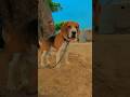 riyuu🐕❣️#dog #viral #trending #beagle #reels #shortvideo #cute #new #india #riyuu_003 #uttarpradesh
