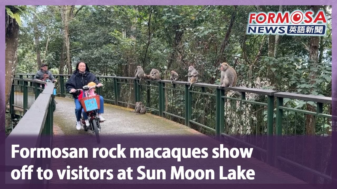 Formosan rock macaques show off to visitors at Sun Moon Lake｜Taiwan News