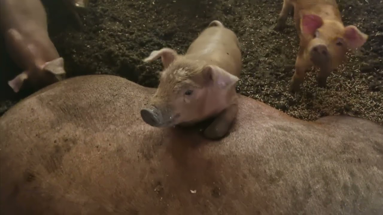 обзор фермы. #дюрок #поросёнок #поросята #семейнаяферма #содержаниесвиней #свиноферма