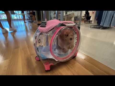 Cat Carrier with Wheels,Transparent Bubble Cat Carrier Pet Trolley