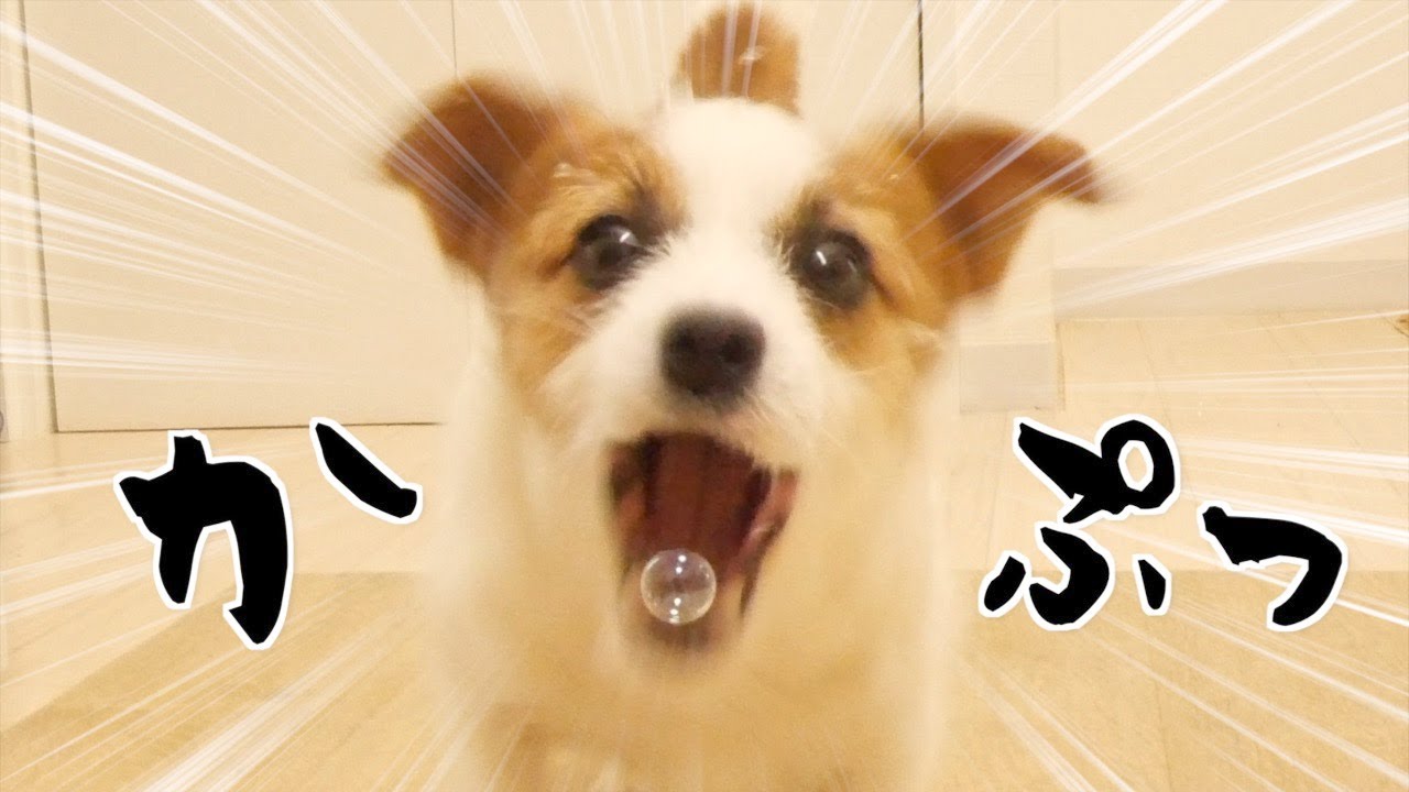 シャボン玉を捕獲しようと頑張る運動音痴すぎる可愛い兄弟犬/dog eating soap bubbles/ YouTube