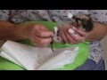 Orphaned Kitten Care: How to Videos - How to Stimulate an Orphaned Kitten to Urinate and Defecate