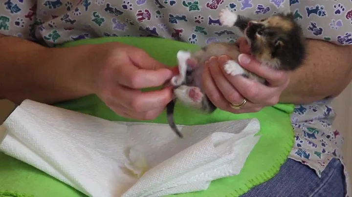 Orphaned Kitten Care: How to Videos - How to Stimulate an Orphaned Kitten to Urinate and Defecate
