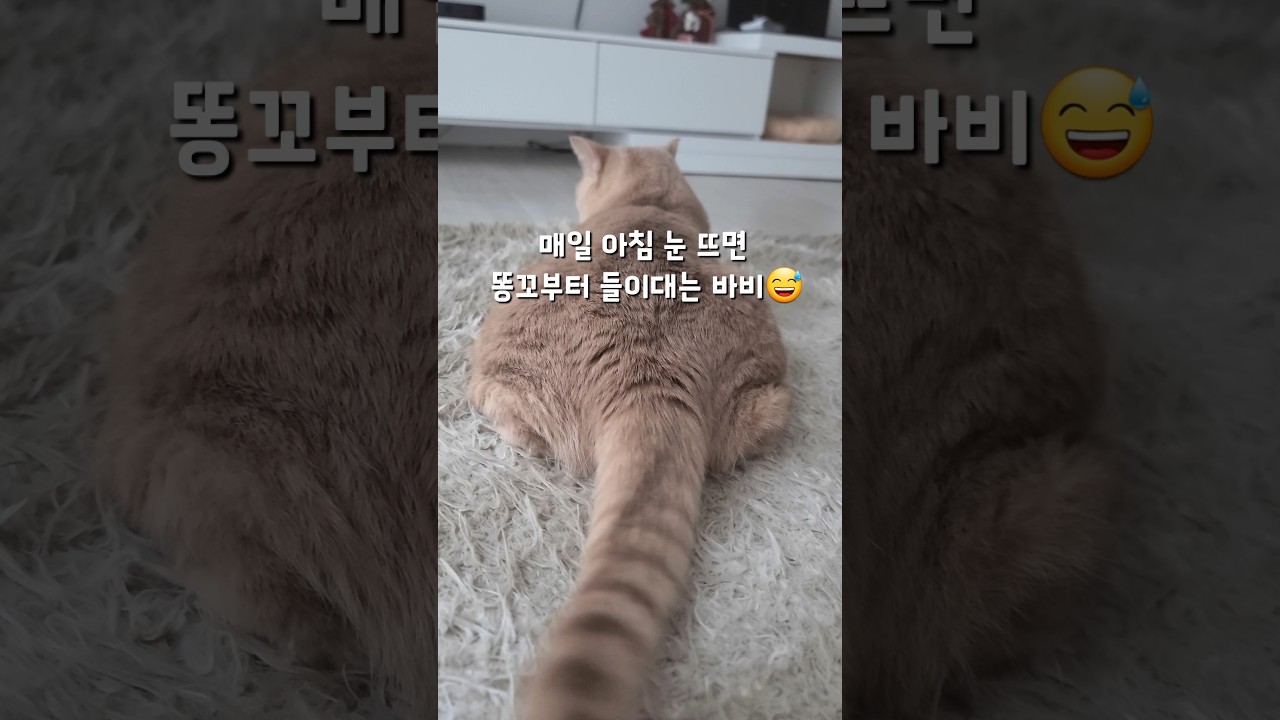 개냥이의 귀여운 아침 인사😅