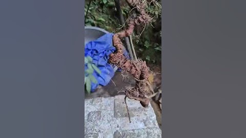 Cụ sâm Ngọc linh chuẩn rừng già Kon Tum 2 Lạng 3 siêu tầm gọi e Nguyệt 0377965679 giá yêu