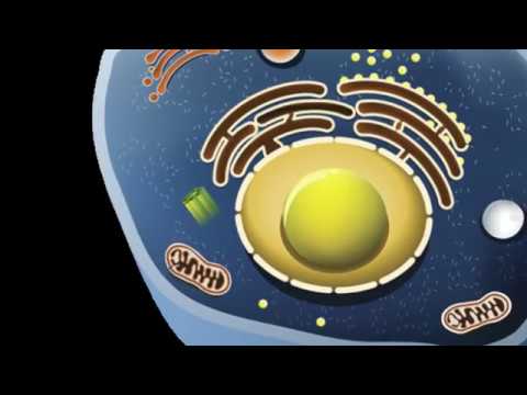 Golgi Apparatus, Lysosome, and Centriole : Structure and functions