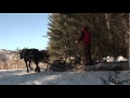 Plowden Horse Logging