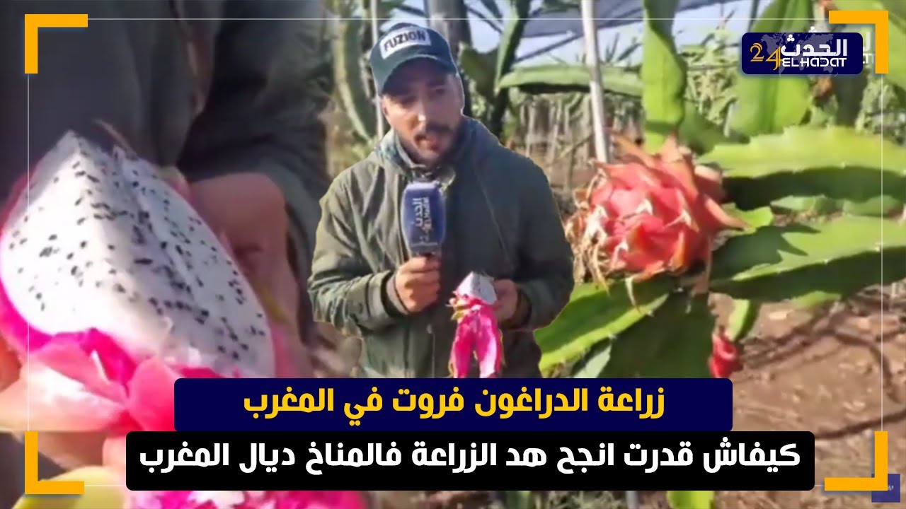 فاكهة التنين الإستوائية إشتهرت مؤخرا بالمغرب و تنعش غلات أحد الحقول بآسفي