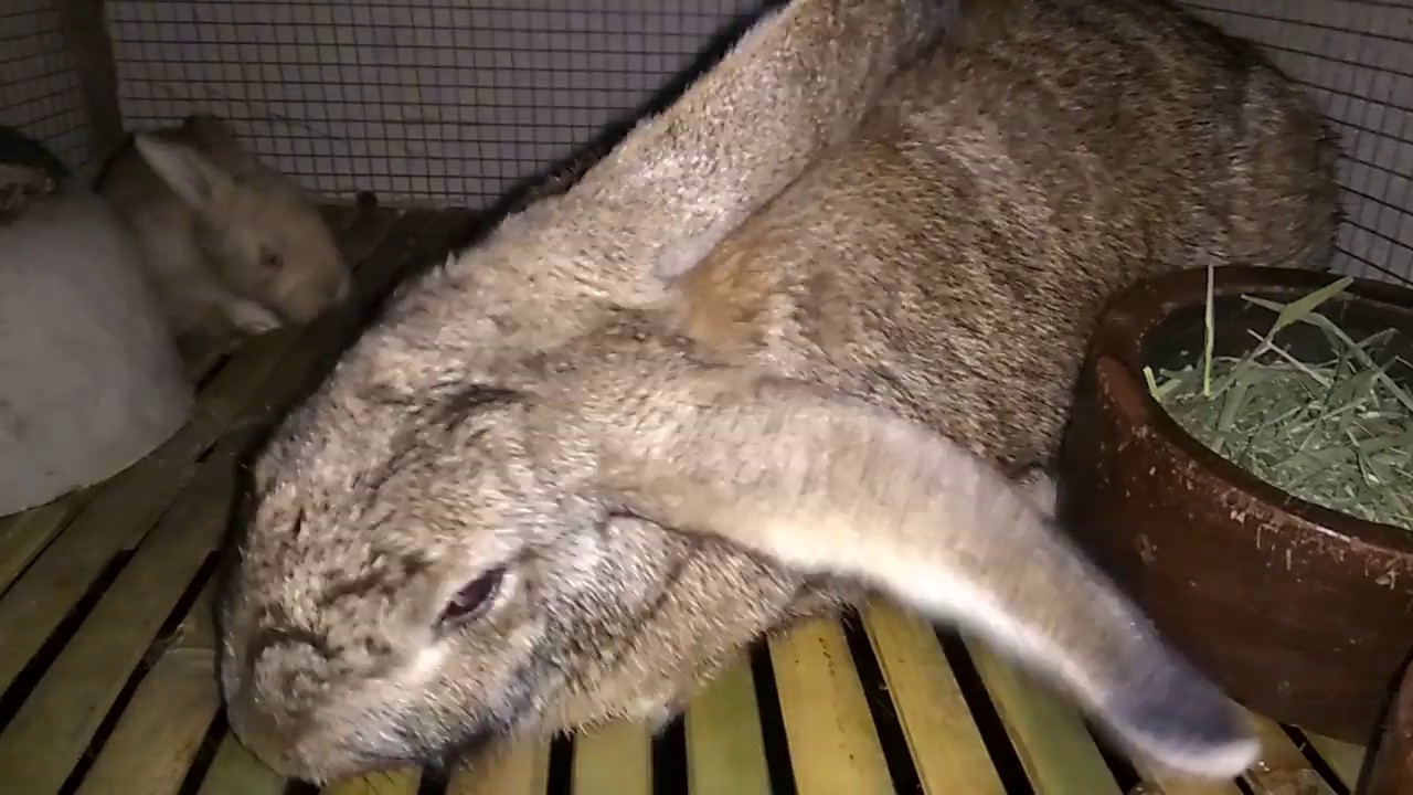 Masa rawan indukan kelinci FLEMISH GIANT 