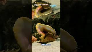 Florida Queen Conch Predicts 6 More Weeks of Winter