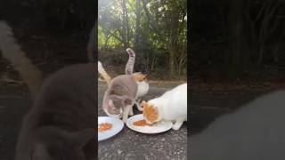 ご飯に集まる腹ペコの野良猫達　Hungry stray cats gathering for breakfast #shorts