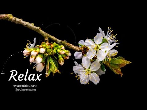 beautiful nature relax , bird sounds, beautiful flowers, cherry blossoms