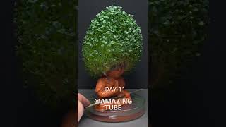 Chia Pet #2 - Monkey King #Timelapse #Amazingtube