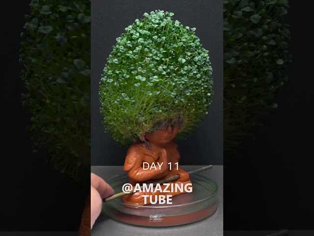 Chia Pet #2 - Monkey King #timelapse #amazingtube class=