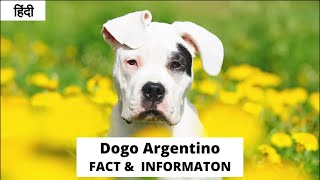 Dogo Argentino Fact & Information in Hindi   Pet Info   Dog Information In Hindi by PET INFO 652 views 11 months ago 2 minutes, 32 seconds