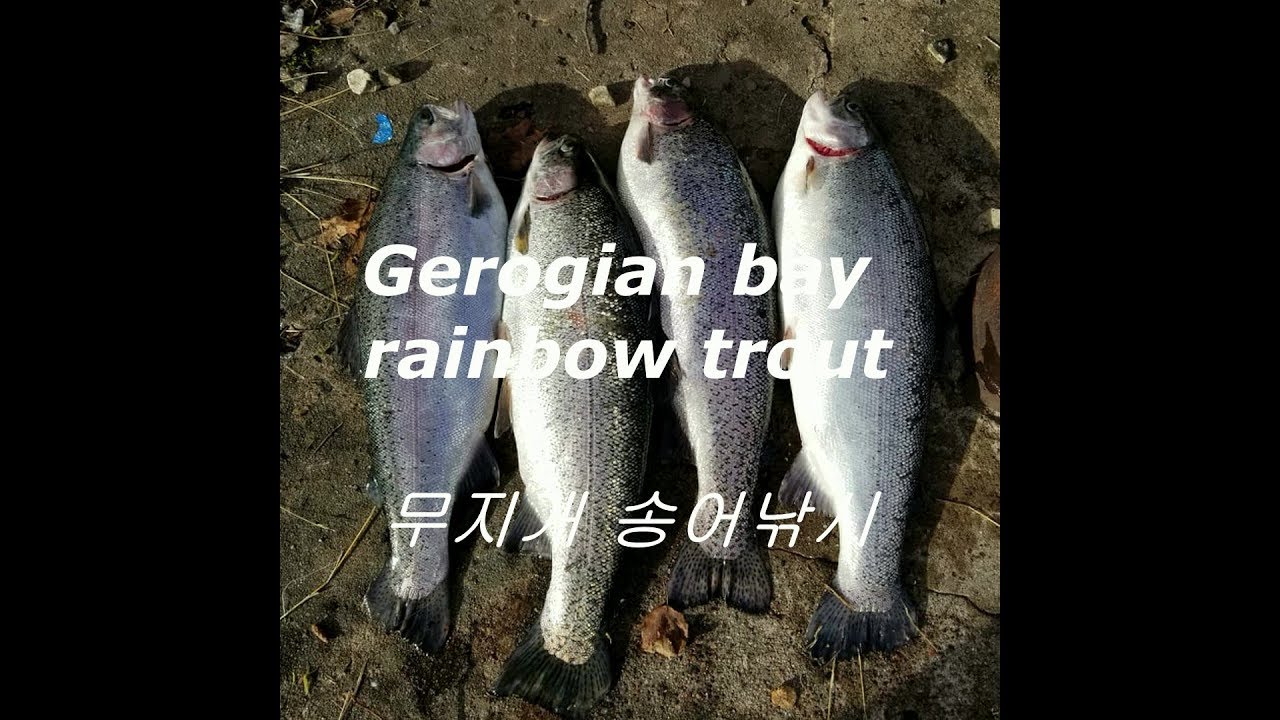 Bay rainbow trout fishing YouTube