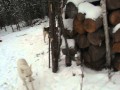 Медведь-ШАТУН (второе видео) пожаловал к зимовью промысловика 10го ноября.