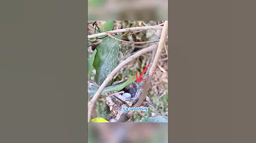 رجل أنقذ طائر طنان مصاب فحولت حديقته إلى جنة 