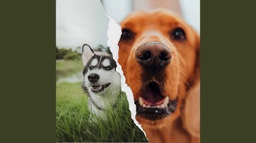 Pulsating Moods for Doggy Fun Time