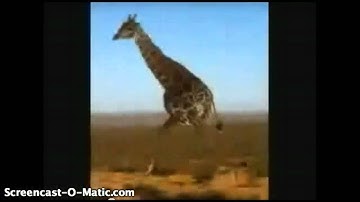 Retarded Running Animals