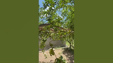 Het is te gevaarlijk om deze slang tegen te komen #kort