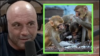 Joe Talks Monkeys Stealing Coronavirus Viles, Other Monkey Related Topics