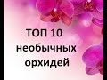 ТОП-10 самых необычных орхидей