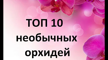 ТОП-10 самых необычных орхидей