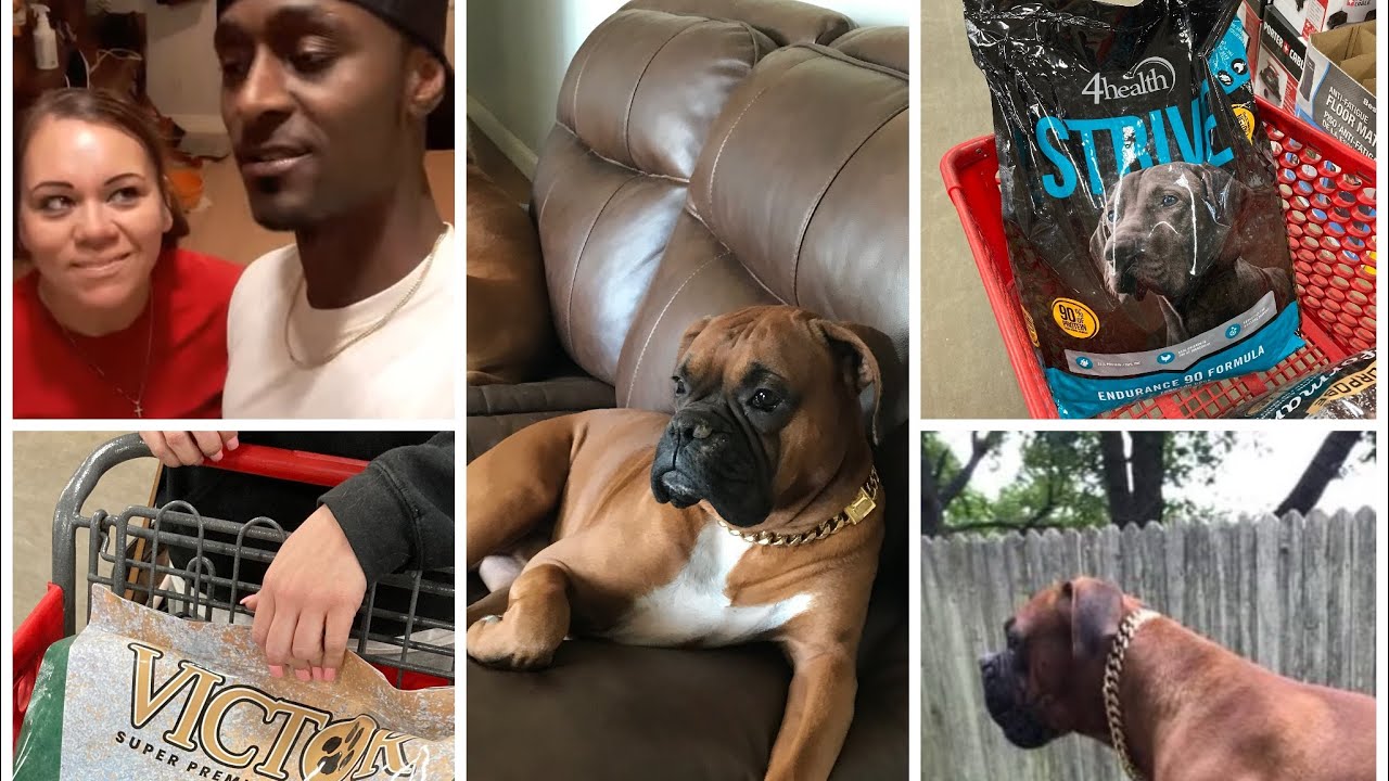 Best food for boxer dogs YouTube