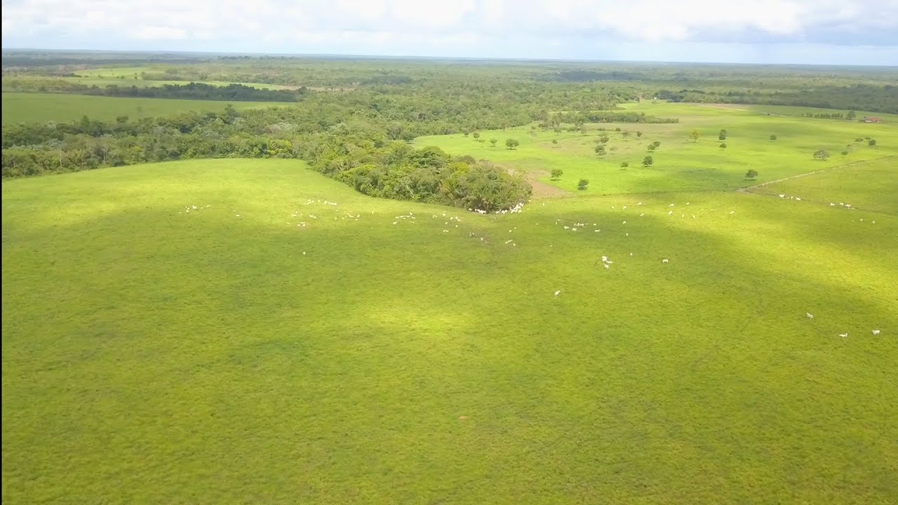 Fazenda de 390 hectares no estado do Pará 