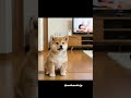 #マッサージ #豆柴 #まめ #癒し #かわいい