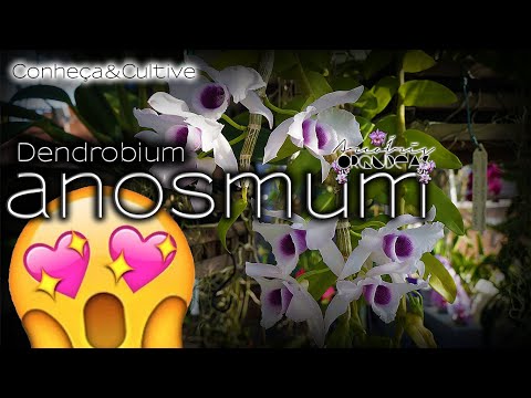 🌿🏳‍🌈💚 Dendrobium anosmum - Conheça&Cultive - Cultivo fácil de dendrobium anosmum #Orquídea #Orchid