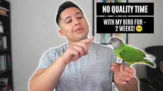 Went two weeks without quality time for my parrot…here’s what happened