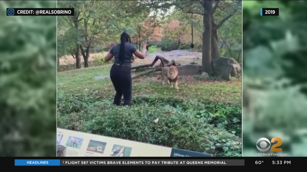 Police Search For Suspect In Bronx Zoo Lion Taunting Stunt
