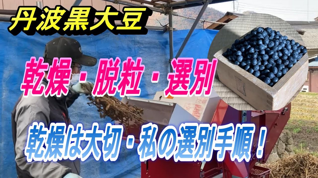 丹波黒大豆】私の乾燥・脱粒・選別手順。ちょっとでも良い黒豆に